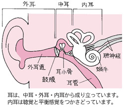 内耳の構造